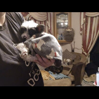 Chinese Crested - Both