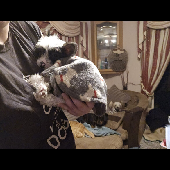 Chinese Crested - Both
