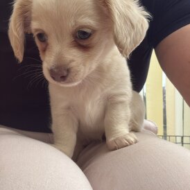Chiweenie - Both