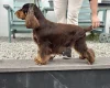 Cocker Spaniel (Show)