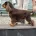 Cocker Spaniel (Show)
