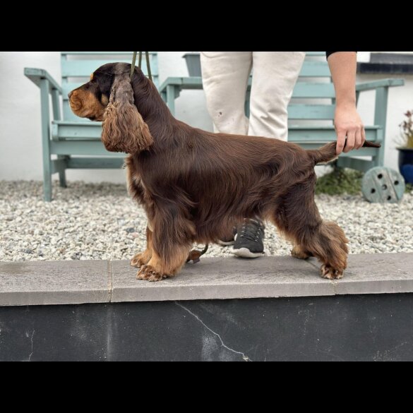 Cocker Spaniel (Show)