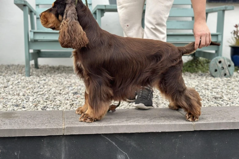 Cocker Spaniel (Show)