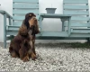 Cocker Spaniel (Show)