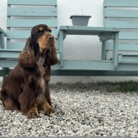 Cocker Spaniel (Show)
