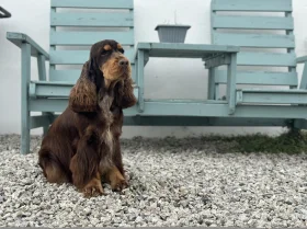 Cocker Spaniel (Show)
