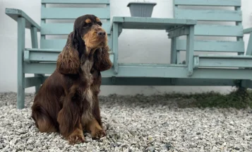 Cocker Spaniel (Show)
