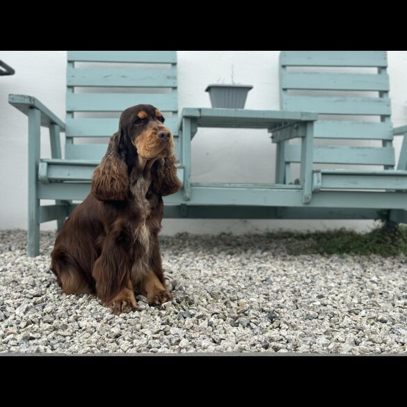 Cocker Spaniel (Show)