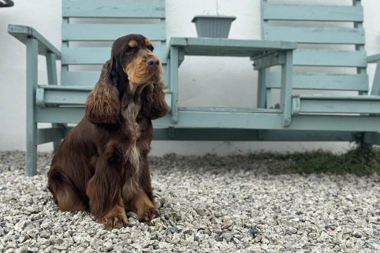 Cocker Spaniel (Show)