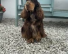 Cocker Spaniel (Show)
