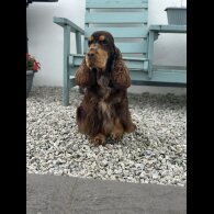Cocker Spaniel (Show)
