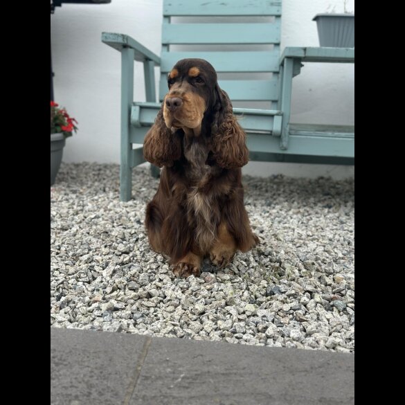 Cocker Spaniel (Show)