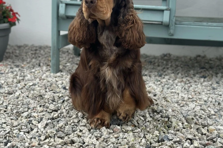 Cocker Spaniel (Show)