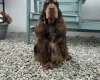 Cocker Spaniel (Show)