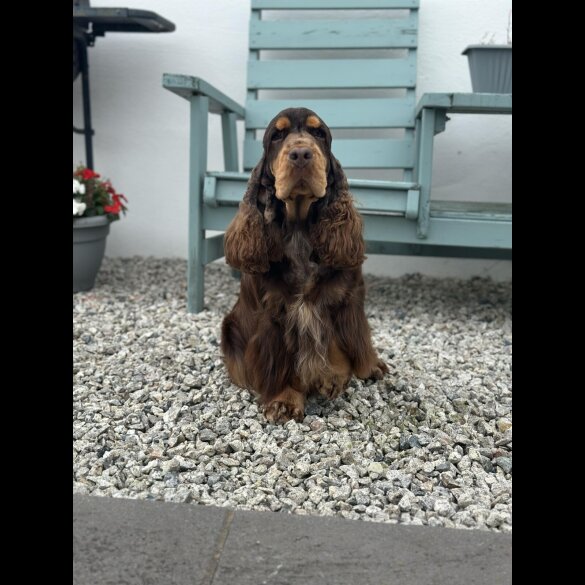 Cocker Spaniel (Show)