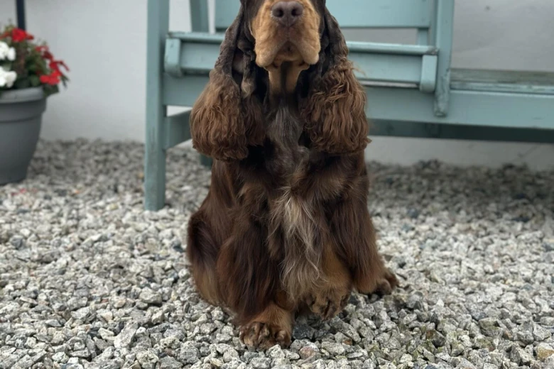 Cocker Spaniel (Show)