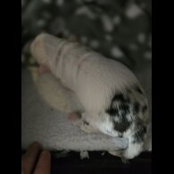 Chorkie
