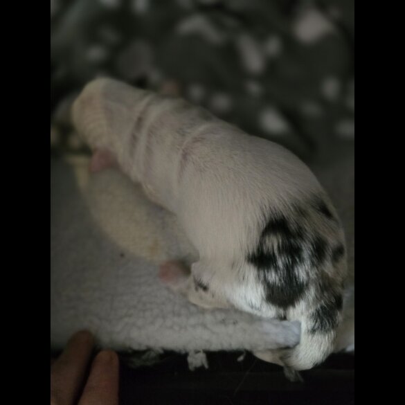 Chorkie