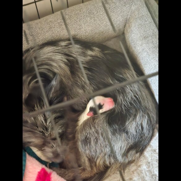 Chorkie
