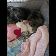 Chorkie