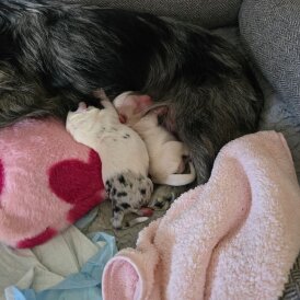 Chorkie