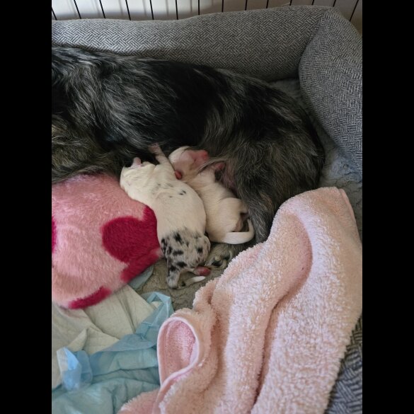 Chorkie