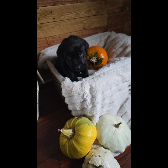 Labrador Retriever