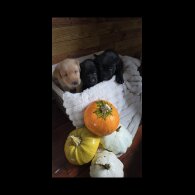 Labrador Retriever