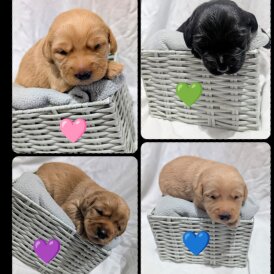 Mixed Breed