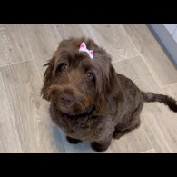 Cockapoo