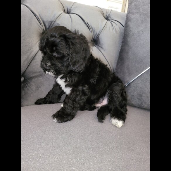 Cockapoo