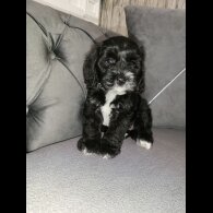 Cockapoo
