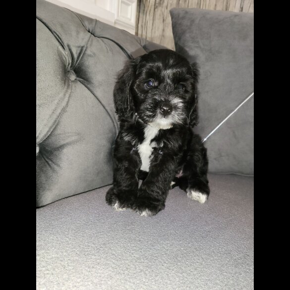 Cockapoo