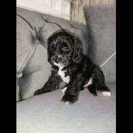 Cockapoo