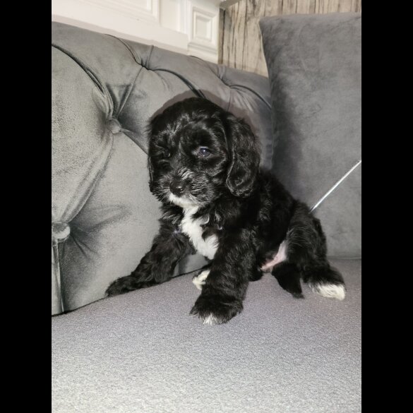 Cockapoo