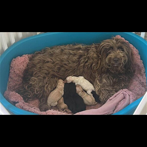 Cockapoo