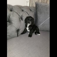 Cockapoo