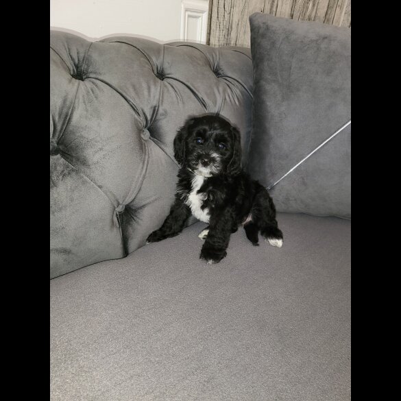 Cockapoo