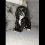 Cockapoo