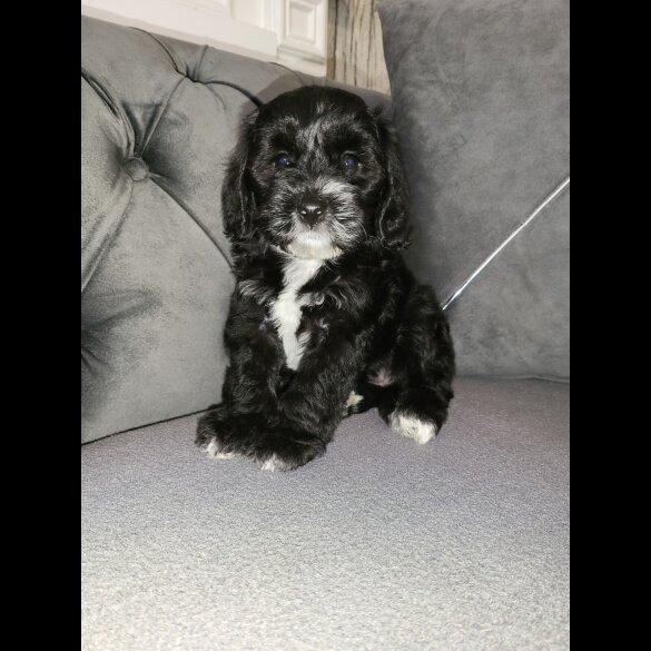 Cockapoo