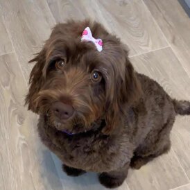 Cockapoo