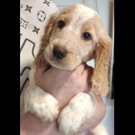 Cockapoo