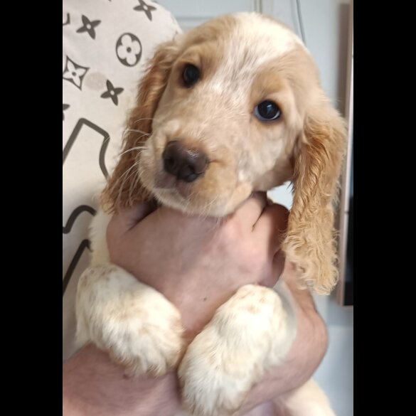 Cockapoo