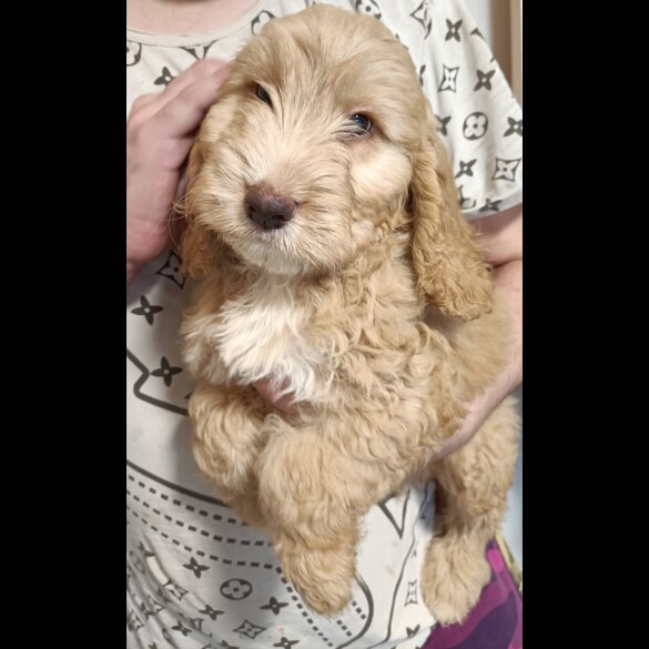 Cockapoo