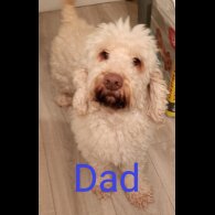 Cockapoo