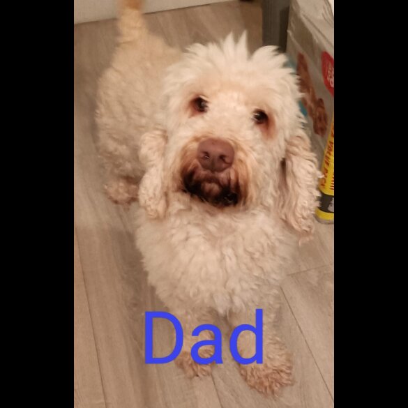 Cockapoo