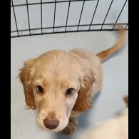 Cockapoo