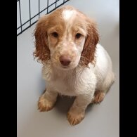 Cockapoo