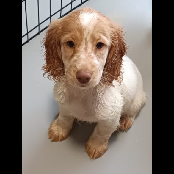 Cockapoo