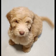 Cockapoo